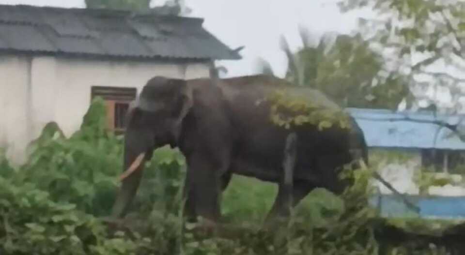 കണ്ണൂരിലെ ജനവാസമേഖലയില്‍ കാട്ടാന; തുരത്താന്‍ പടക്കം പൊട്ടിച്ച് വനം വകുപ്പ്