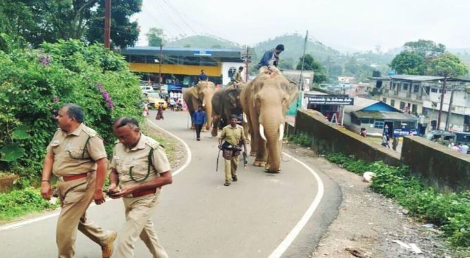 വനപാലകരെ വെട്ടിച്ചുകടന്ന കുങ്കിയാനയെ തിരിച്ചെത്തിച്ചു; ശ്രീനിവാസൻ പോയത് പഴയ കൂട്ടുകാർക്കൊപ്പം