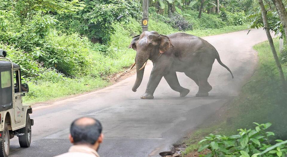 ആന ഓടിയ വഴിയില്‍ മൃതദേഹം; ചവിട്ടേറ്റ നിലയില്‍ കണ്ടെത്തി