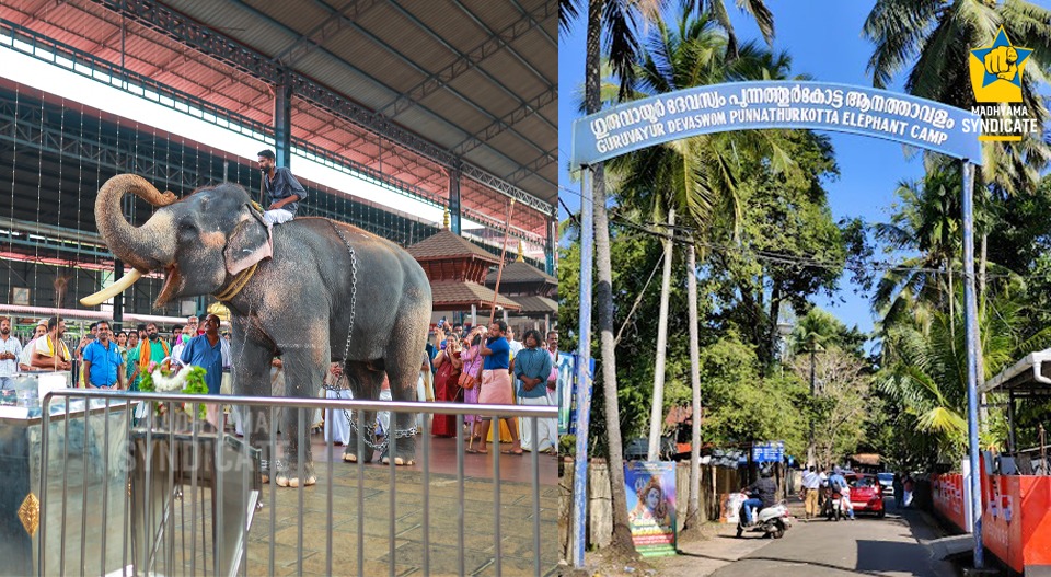 ഗുരുവായൂര്‍ ആനക്കോട്ടയില്‍ സംഭവിക്കുന്നതെന്ത്? പാപ്പാന്മാരെ അടിക്കടി മാറ്റുന്നോ? രതീഷ്‌ ആനപ്പകയ്ക്ക് ഇരയായോ?