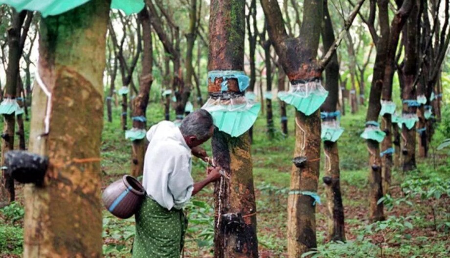 റബർ സബ്‌സിഡി 180 രുപയാക്കി വർധിപ്പിച്ചു; കർഷകർക്ക്‌ 24.48 കോടി ഉത്പാദന ബോണസും അനുവദിച്ച് സംസ്ഥാന സർക്കാർ