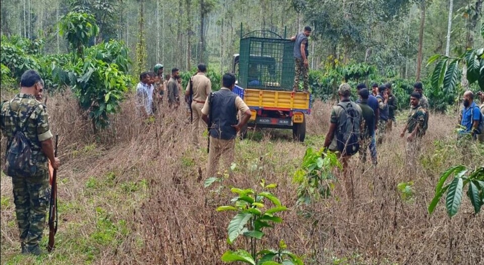 കടുവയെ പിടിക്കാൻ കുങ്കിയാനകൾ; വയനാട്ടിൽ നരഭോജി കടുവയ്ക്കായി തിരച്ചിൽ ഊർജിതമാക്കി വനം വകുപ്പ്