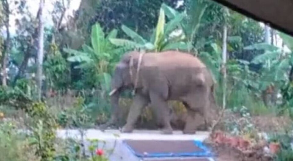 മാനന്തവാടിയിൽ ഇറങ്ങിയ കാട്ടാനയെ മയക്കുവെടി വയ്ക്കാൻ ഉത്തരവ്; കുങ്കികള്‍ എത്തി