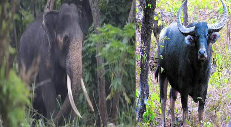 വന്യജീവി ആക്രമണത്തില്‍ ഇന്ന് പൊലിഞ്ഞത് രണ്ട് ജീവനുകള്‍; എബ്രഹാമിന്റെ ജീവനെടുത്തത് കാട്ടുപോത്ത്; വല്‍സയുടെ മരണം കാട്ടാന ആക്രമണത്തില്‍