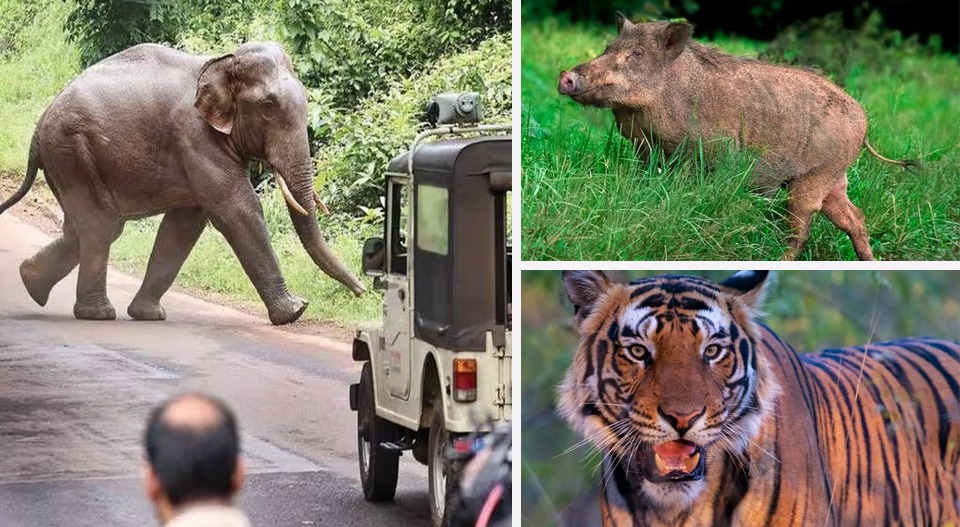 മനുഷ്യ – വന്യമൃഗ സംഘര്‍ഷം തടയുന്നതില്‍ വീഴ്ച; ആനത്താരകള്‍ സംരക്ഷിക്കുന്നില്ല; സിഎജി റിപ്പോര്‍ട്ടില്‍ വിമര്‍ശനം