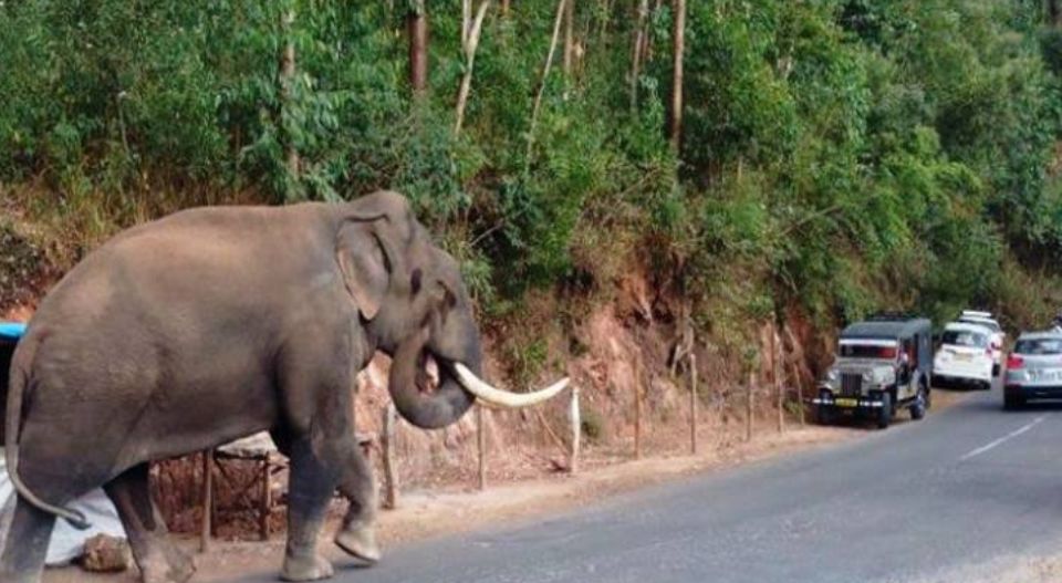 പടയപ്പയെ തുരത്താന്‍ കിണഞ്ഞ് ശ്രമിച്ച് വനംവകുപ്പ്; ദൗത്യം രണ്ടാം ദിവസത്തിലേക്ക്; ഡ്രോണ്‍ നിരീക്ഷണം തുടരുന്നു