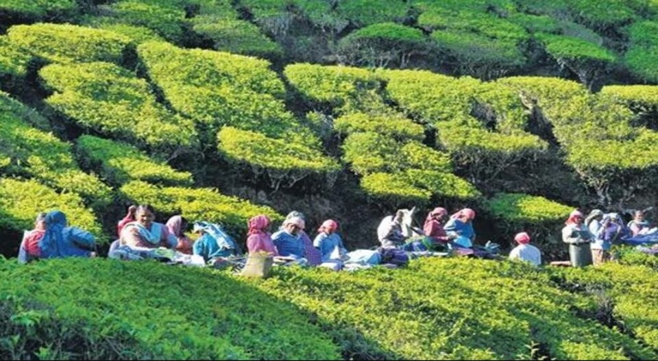 ഇടുക്കിയിലെ അതിർത്തിമേഖലയിൽ തൊഴിലാളികൾക്ക് ഇരട്ടവോട്ടെന്ന് കണ്ടെത്തൽ; വോട്ടർമാർക്ക് നോട്ടീസ് അയച്ച് റവന്യു വകുപ്പ്