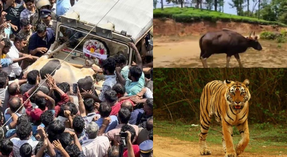 വന്യമൃഗശല്യം മൂലം കുട്ടികള്‍ പഠനം ഉപേക്ഷിക്കുന്നു; പരീക്ഷ പോലും എഴുതാതെ നിരവധി പേര്‍; വയനാട്ടിലെ സ്ഥിതി അതീവ ഗുരുതരം