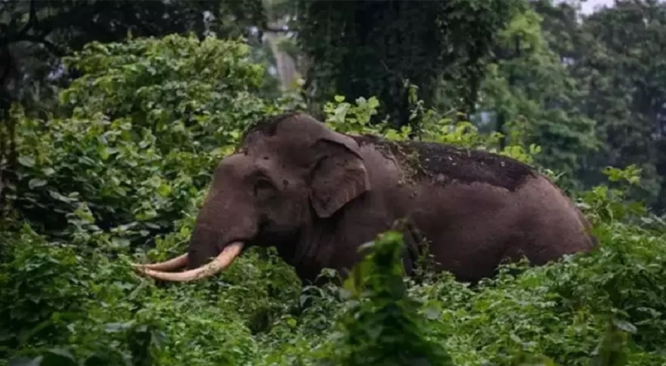 ഇടുക്കിയിൽ ചക്കക്കൊമ്പനും പടയപ്പയും വിലസുന്നു; പശുവിനെ ആക്രമിച്ച് നടുവൊടിച്ചു; വീട്ടമ്മ രക്ഷപ്പെട്ടത് തലനാരിഴക്ക്, വനം വകുപ്പിനെതിരെ ആരോപണം