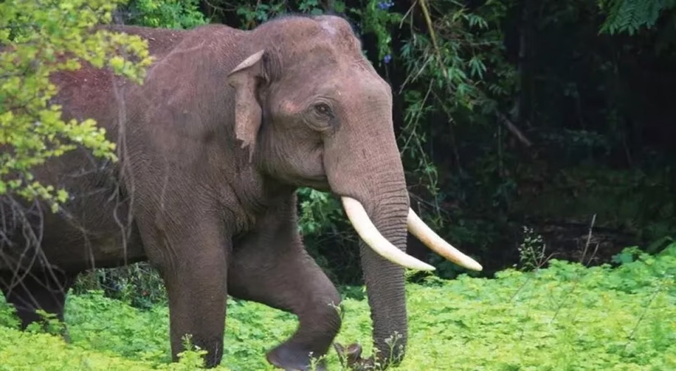 പത്തനംതിട്ട വനത്തില്‍ ഒരാളെ ആന ചവിട്ടിക്കൊന്നു; മരിച്ചത് ആറ്റില്‍ മീന്‍ പിടിക്കാന്‍ പോയ സംഘത്തിലുള്ള ദിലീപ്;  മൃതദേഹം പുറത്തെത്തിച്ചത് പടക്കം പൊട്ടിച്ച് ആനകളെ അകറ്റിയ ശേഷം