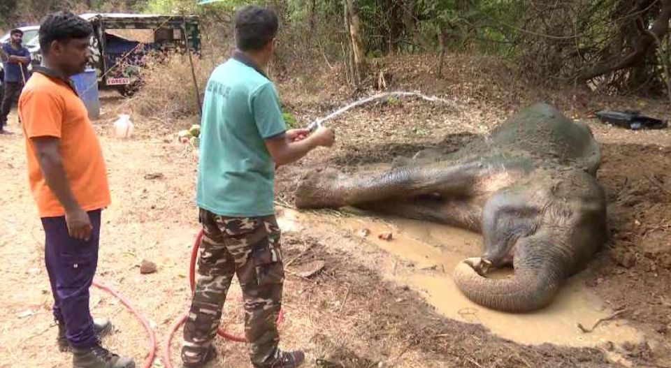 ട്രയിനിടിച്ച് ഗുരുതര പരിക്കേറ്റ കാട്ടാന ചരിഞ്ഞു; ആന്തരികാവയവങ്ങള്‍ക്കടക്കും ഗുരുതര പരിക്കേറ്റിരുന്നുവെന്ന് വെറ്ററിനറി സര്‍ജന്‍