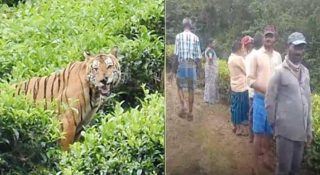 മൂന്നാറില്‍ വീണ്ടും കടുവയിറങ്ങി; രണ്ട് പശുക്കളെ കടിച്ചുകൊന്നു; മൂന്ന് വര്‍ഷത്തിനിടെ ഇരയായത് 100ലേറെ പശുക്കള്‍; പ്രതിഷേധവുമായി നാട്ടുകാര്‍