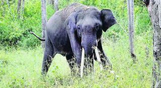 സര്‍വേയ്ക്ക് എത്തിയ ഉദ്യോഗസ്ഥരെ കാട്ടാനകള്‍ വിരട്ടിയോടിച്ചു; ആനകള്‍ എത്തിയത് കഞ്ചിക്കോട് മേഖലയില്‍;  സര്‍വേ വേണ്ടെന്ന് വച്ച് ഉദ്യോഗസ്ഥര്‍ മടങ്ങി