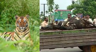 കേണിച്ചിറയിലെ കടുവയെ വെടിവയ്ക്കും; ഉത്തരവ് ഉടന്‍; കൊന്ന പശുക്കള്‍ക്ക് മുപ്പതിനായിരം നഷ്ടപരിഹാരവും