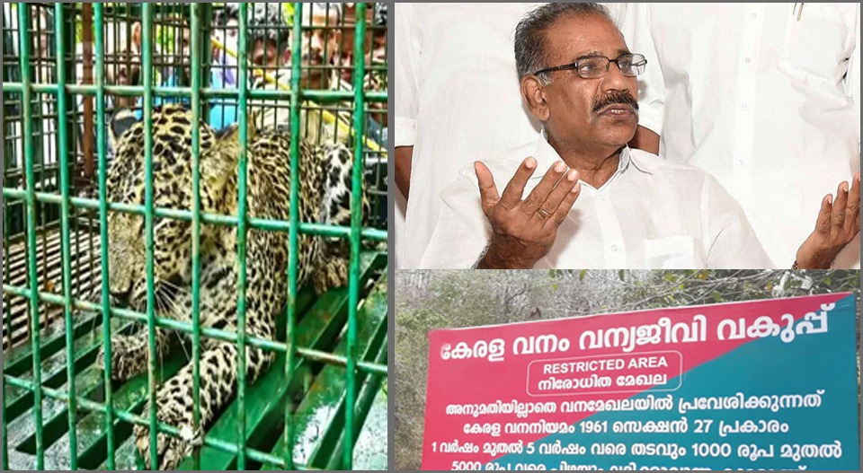 കാടിറങ്ങിയ വന്യജീവികൾ നാട്ടിൽ തന്നെ; കടുത്ത ഭീഷണി, പിടികൂടാനോ തിരിച്ചയക്കാനോ കഴിയാതെ വനം വകുപ്പ്; നിവൃത്തികേടെന്ന് മന്ത്രി