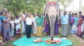 ആനക്ക് പിറന്നാൾ സമ്മാനമായി സ്‌പെഷ്യൽ താലി; നൃത്തം ചെയ്ത് ആസ്വദിച്ച് ‘അഖില’