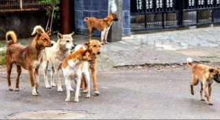 വയോധികയെ തെരുവുനായ ആക്രമിച്ചു കൊന്നു; മുഖം പൂര്‍ണമായി കടിച്ചെടുത്തു