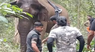 ആതിരപ്പളളിയിലെ കാട്ടാനയക്ക് ചികിത്സ തുടങ്ങി; മയക്കുവെടിയേറ്റപ്പോള്‍ ദൗത്യസംഘത്തിന് നേരെ പാഞ്ഞടുത്തു